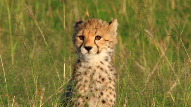 Cheetah Cub Resting in Grassland