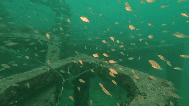 Fish swimming around sunken structure