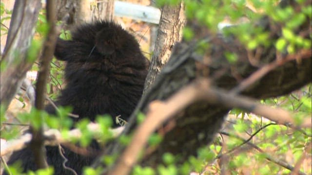 Black bear in a forest