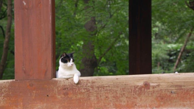 Cat lounging and exploring in a wooded area