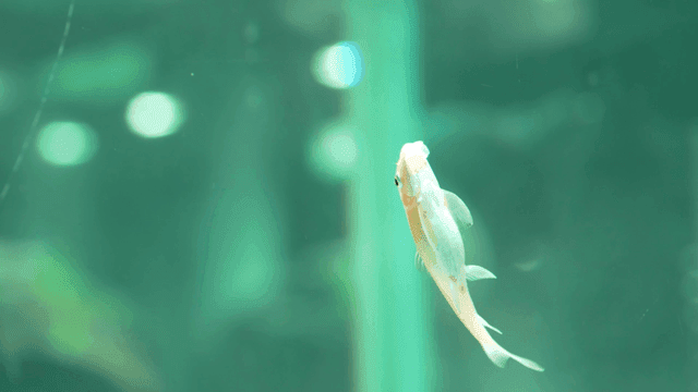 Fish floating in clear aquarium