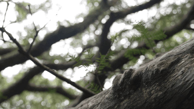 나뭇잎이 있는 거칠고 오래된 나뭇가지