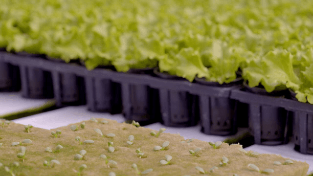 온실에서 자라는 상추와 어린 묘목