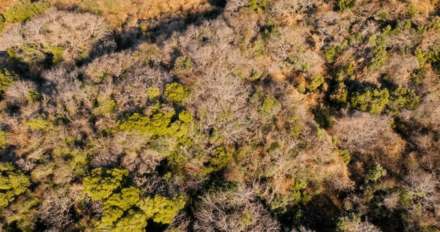 가을의 울창한 숲의 항공 뷰