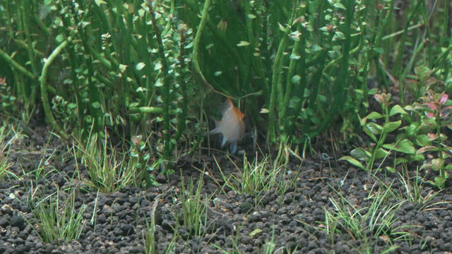 Colorful fish swimming among water plants.