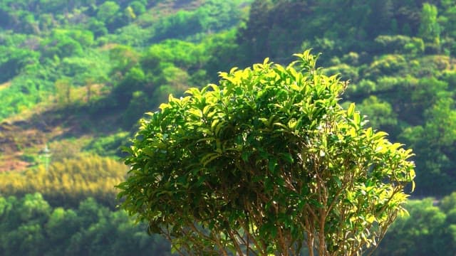 Lush leaves of trees receiving the midday sun and wind