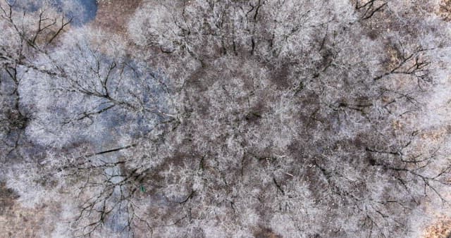 나뭇잎이 없는 겨울 나목으로 가득해 황량한 눈 덮인 숲