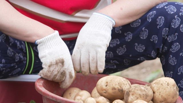 Freshly Harvested Potatoes in a Red Bucket