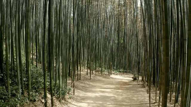 Serene bamboo forest path