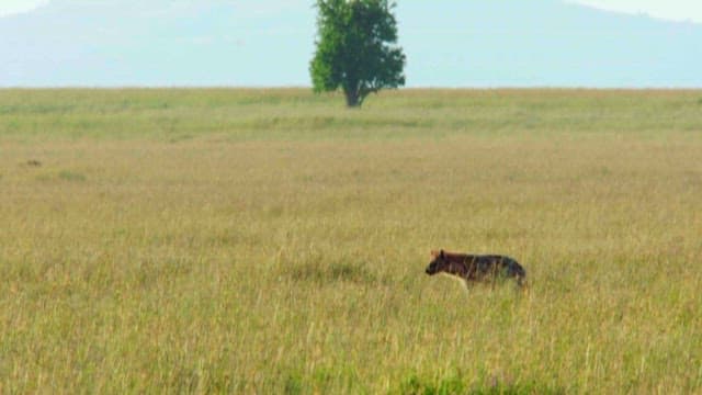 Hyena Roaming in the Vast Savanna Grassland