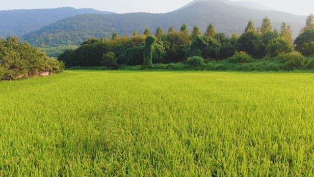 Lush green rice fields with mountains