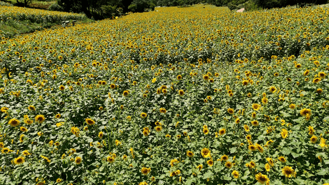 Sunflower field under clear sky