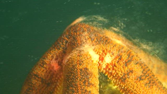 Underwater view of starfish on rocks on seafloor