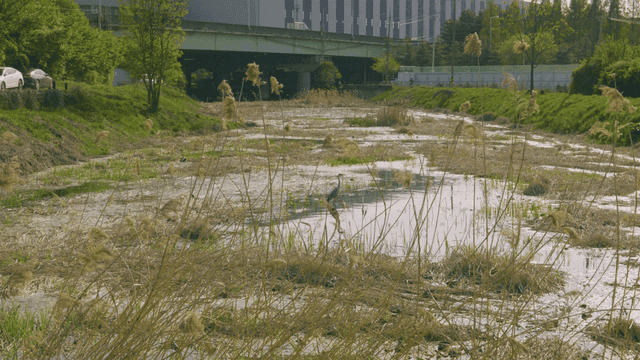 River with reeds under bridge