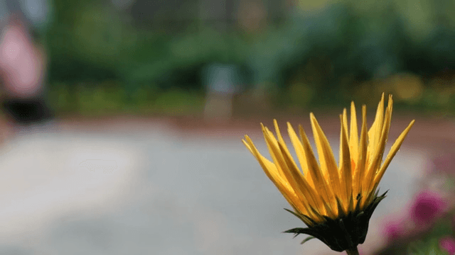 정원에서 이슬 맺힌 노란 꽃