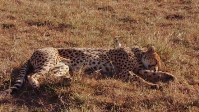 Cheetah Resting in the Savannah