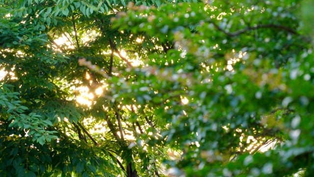 Sunlight filtering through thick green foliage