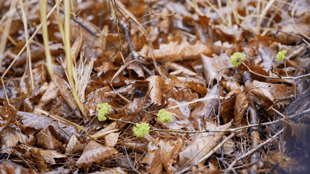 젖은 낙엽과 작은 녹색 새싹