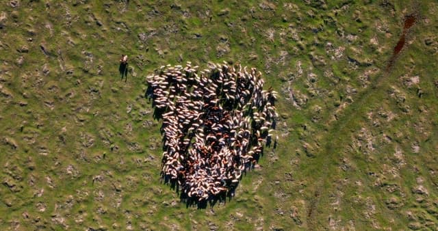 넓은 평원에서 풀을 뜯는 염소 떼