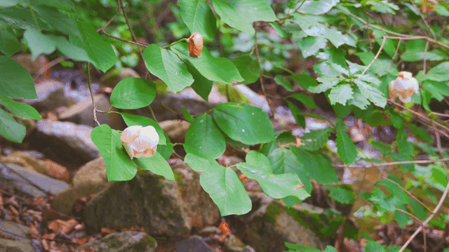 숲속의 초록 잎과 하얀 꽃