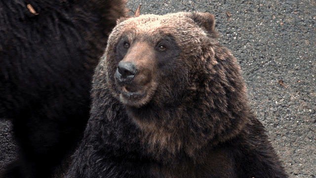 Brown bear licking its lips in front of rock