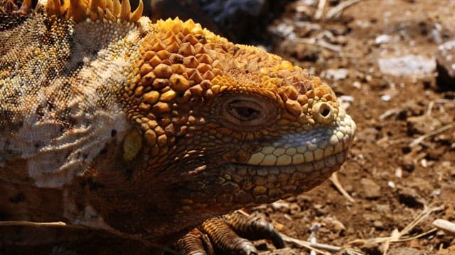 Close-up View of a Land Iguana in Natural Habitat