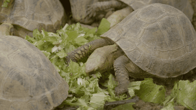 Turtles eating lettuce slowly