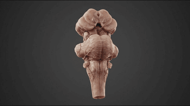 3D model of human brainstem