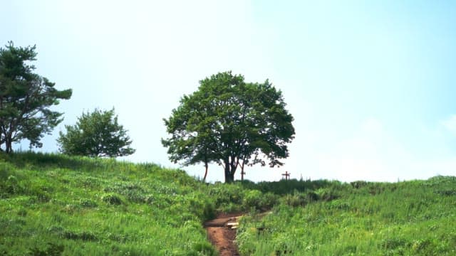 Lone tree on a grassy hill