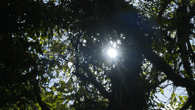 Sunlight filtering through dense forest leaves