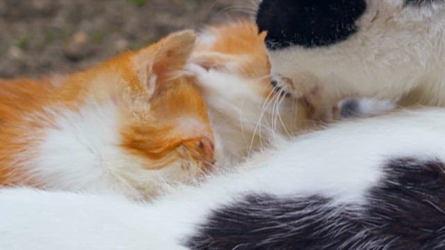 어미 고양이의 젖을 먹는 새끼 고양이들