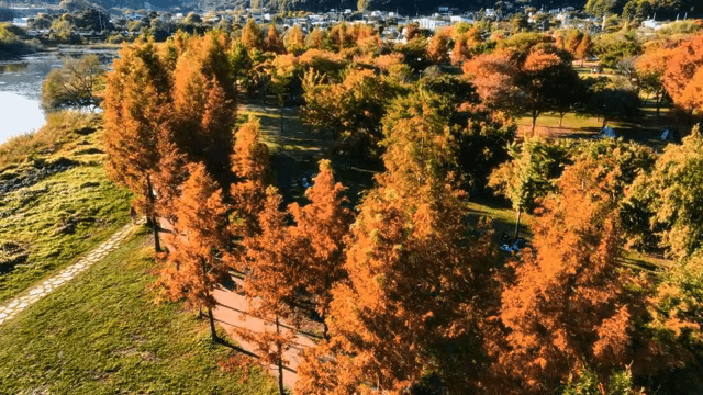 공원 산책로를 따라 늘어선 가을 나무들