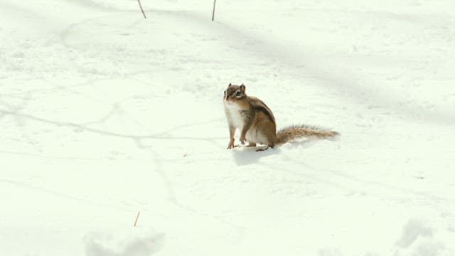 Squirrel in the Snowy Landscape