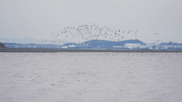 Flock of birds flying together over the sea