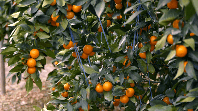 Trees with ripe tangerines