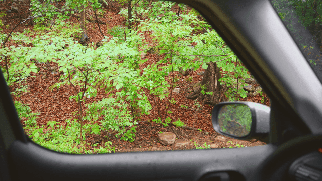 차 안에서 본 비 오는 숲