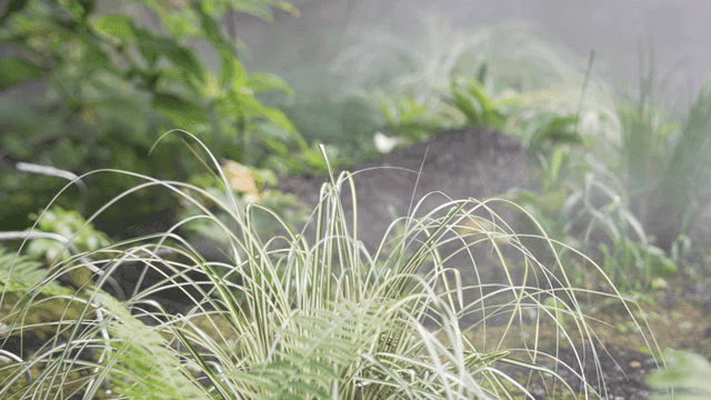 푸연 물안개 속 푸른 식물들