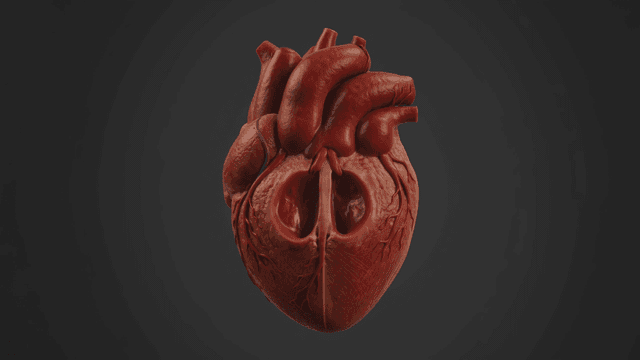Detailed view of human heart
