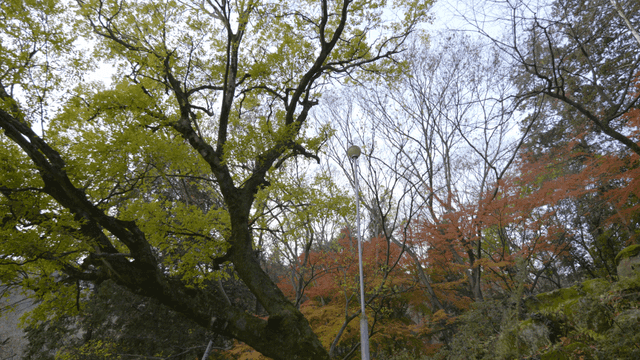 Forest with colorful autumn leaves