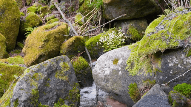 작은 시내가 흐르는 이끼 낀 바위