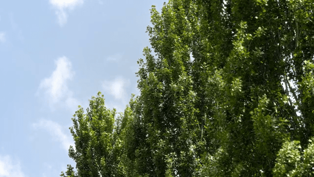 맑은 하늘 아래 높은 녹색 나무들