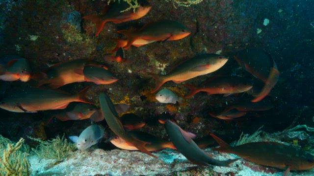 School of Red Fish Swimming Among Coral