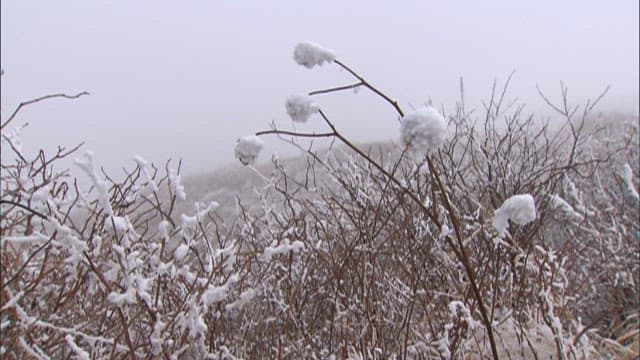 Snow-covered trees on a misty day