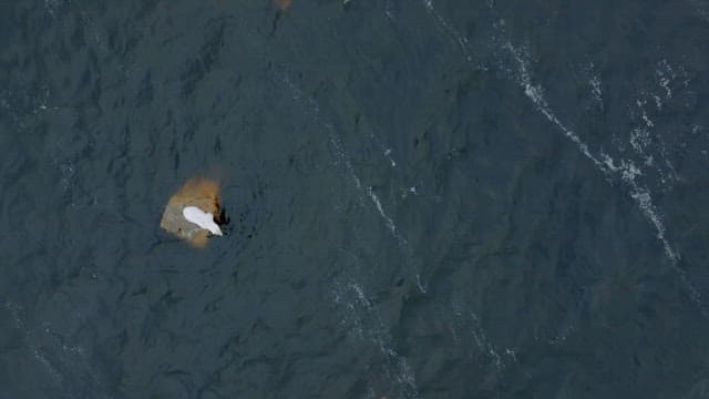 물에 둘러싸인 바위 위 북극곰의 돌고래 사냥