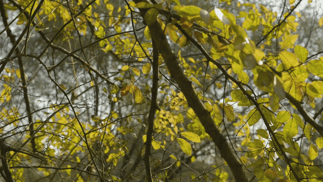 Sunlight filtering through forest leaves