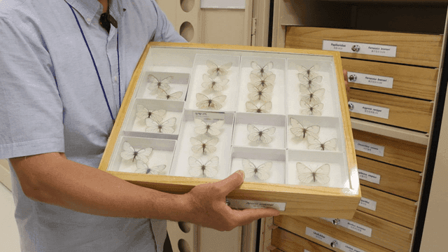 나비 표본 상자를 들고 있는 남자