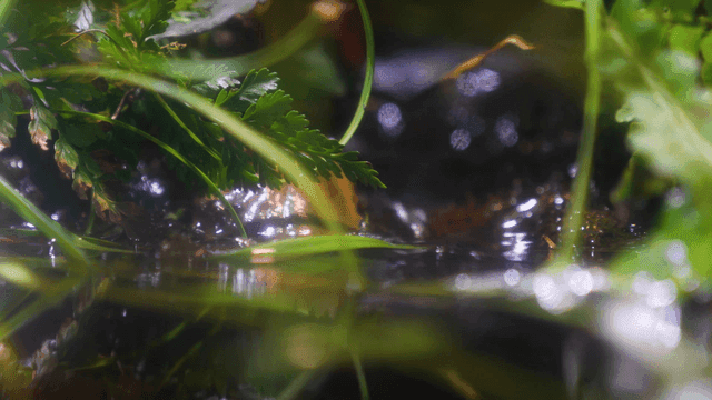 Close-up of lush green plants by water