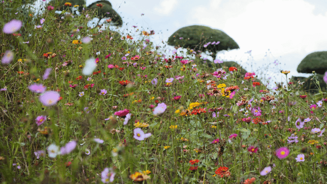 Field full of wild flowers in full bloom