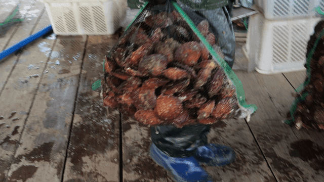 Sorting and weighing freshly caught scallops