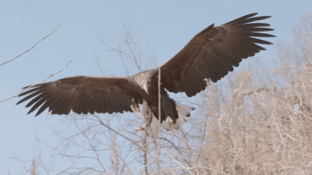 White-tailed eagle flying through a dry forest